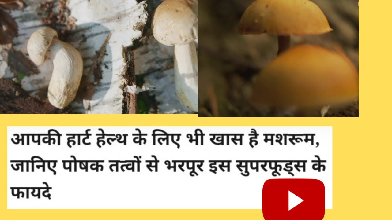 Health Benefits Of Mushroom।। Mushroom khane Se Kya Hota Hai?। YouTube