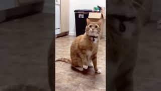#Кот #Кошка #Прикол #Смешное