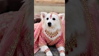 #love #comedy #blockchaintechnology #wedding Tujhko Hi Dulhan Banaunga