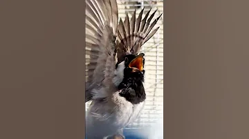 تغريد بلبل نثيه 
