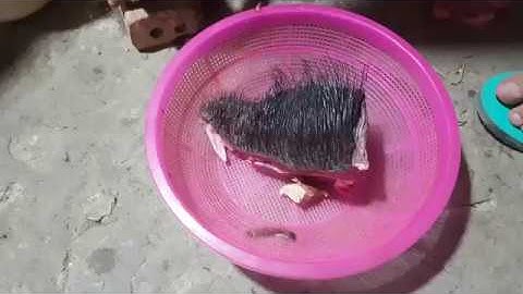 Món lạp chín bằng thịt lợn rừng của  người thái đen