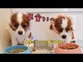 【犬の早食い対策～老犬編～】BEBEとCOCOでも検証してみました～早食い防止の器の効果が明らかに～