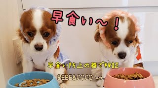【犬の早食い対策～老犬編～】BEBEとCOCOでも検証してみました～早食い防止の器の効果が明らかに～