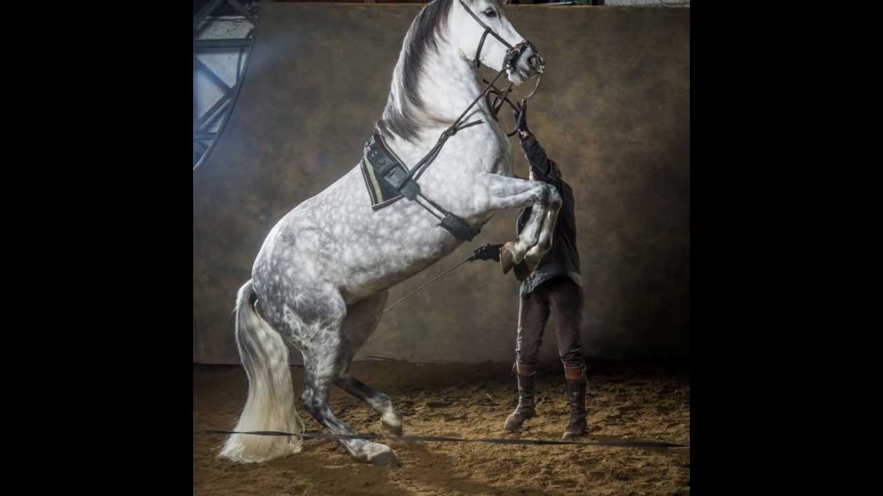 Photo shoot Domaine Equestre de Stambach