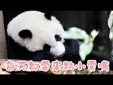 《熊貓早晚安》陽光下的零嘴時光總是那麼美好 | iPanda熊貓頻道