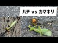 ハチ VS カマキリ！！