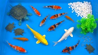 Lepas Ikan ke Kolam Kecil & Tangkap ikan koi, ikan mas, ikan hias, ikan lele, kura kura, ikan neon