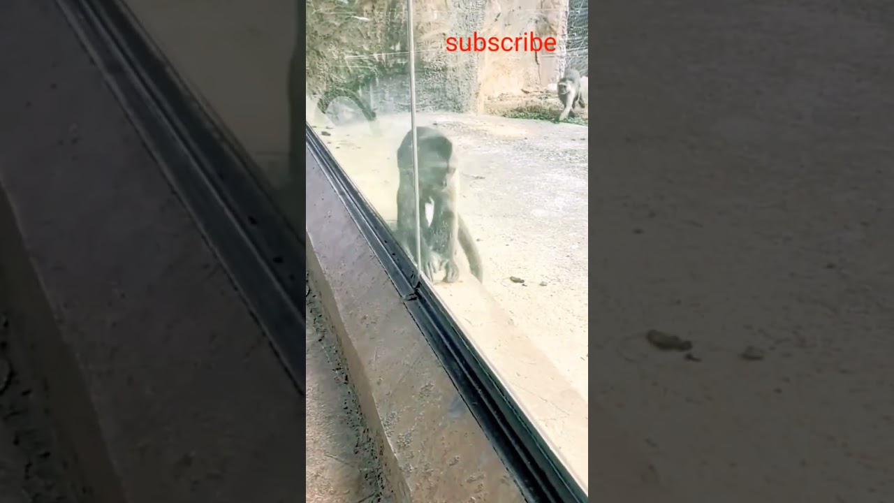 Monkey was breaking the glass when he saw another monkey and started breaking stones below  