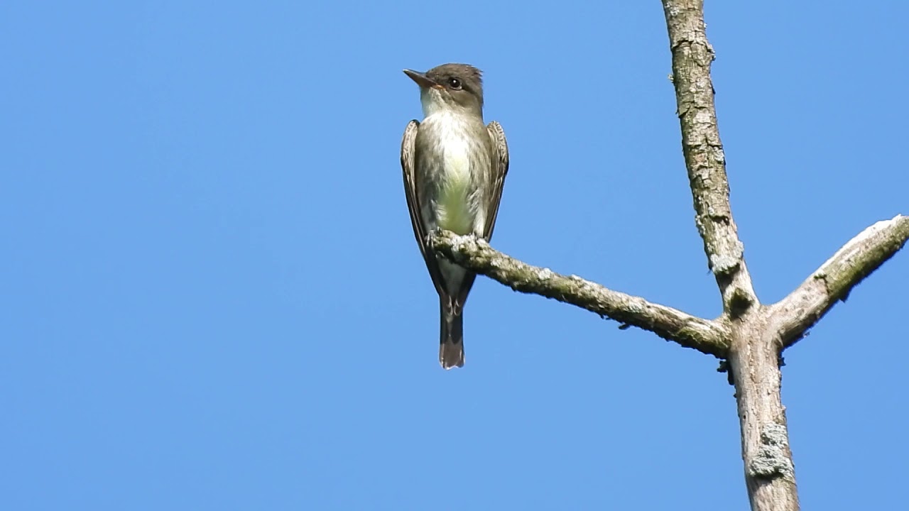Olive-sided Flycatcher calling on Avondale Ave