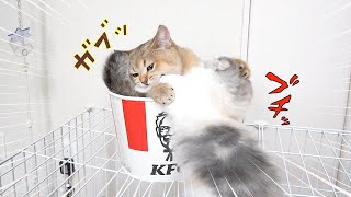 ケンタッキーの取り合いで揉めてる猫たちが最後こうなりました！