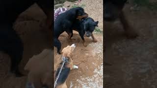 Rottweiler fight with beagle