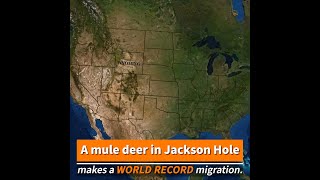 Deer 255 Repeats Her World Record Longdistance Migration: From the Tetons to the Red Desert