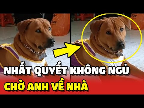 Video: Đồ chơi Con chó của bạn sẽ yêu bạn như CRAZY