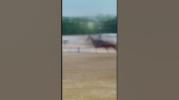 Did some flat work & jumping tdy 😎#horse #flatwork #combination #horse #equestrian #fypシ #shorts