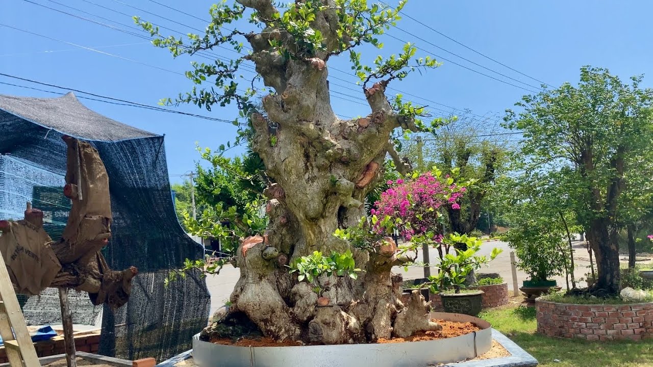 Cắt giật để có được cây duối bonsai đẹp | Duy Hai Lúa Vlog