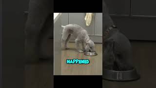 This Is Why This Behave Dog Won't Stop Being Agressive #dogs #shorts