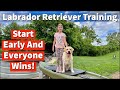 Labrador Retriever Training | Start Early And Everyone Wins!