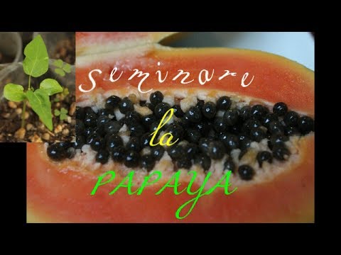 Video: La mia papaia ha semi: quali sono le cause del frutto della papaia senza semi