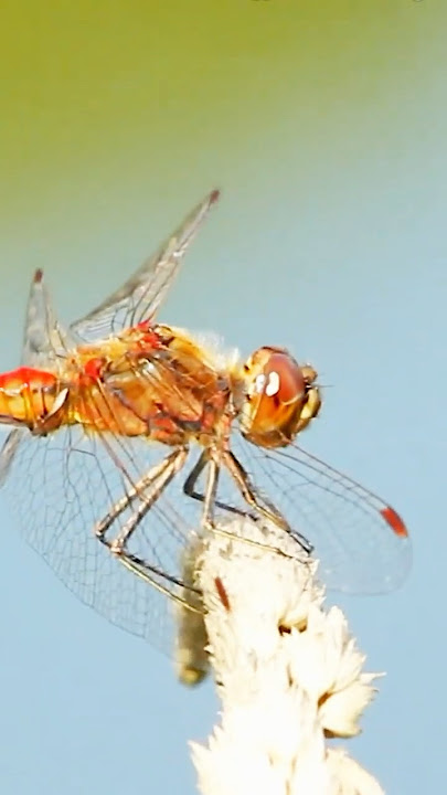 You won’t believe these dragonfly secrets! #Shorts