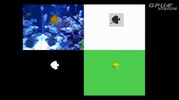 Segmentation of Spatial-Temporal Volumes: Fish