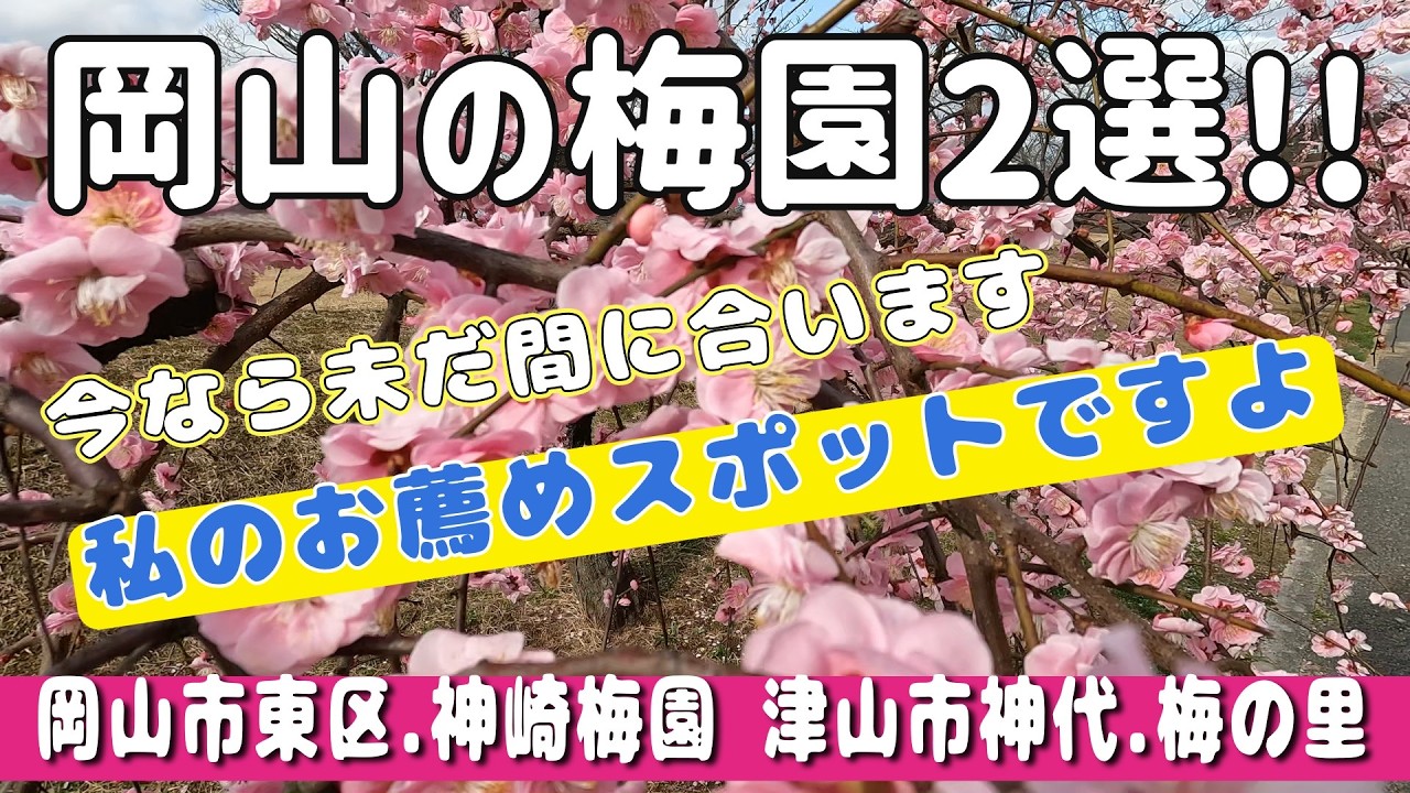 私が選んだ岡山のお勧め梅園　今なら間に合うかも