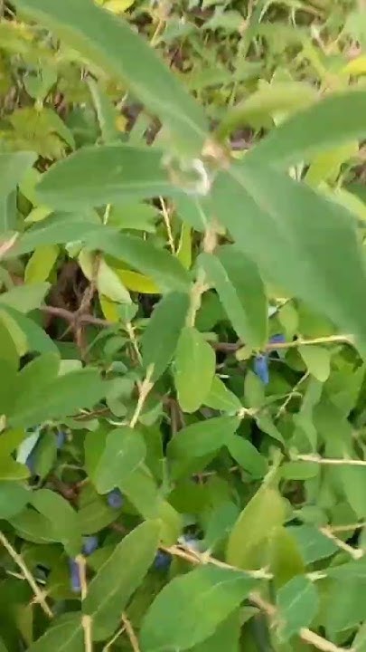 Урожайные вкусные сорта жимолости для Тверской области: Восторг ...