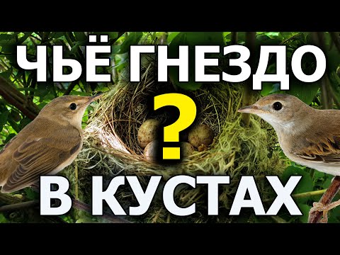 Какие птицы делают гнезда в кустах?