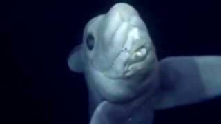 Tiburon Fantasma O Era Azul De Nariz Puntiaguda