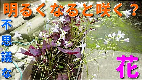 تحميل オキザリス 花騎士 Mp4 Mp3