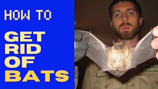 How to Get Rid of Bats (HUMANELY!) in 2024