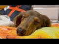 短足犬の寝る準備が可愛すぎるw チワックスれあ
