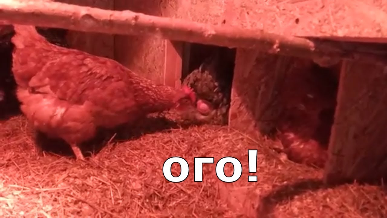 Откуда у куры яйца