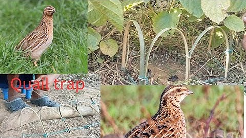 Quail trap work 100% // easy way to trap quail bird//बटेर का फंदा