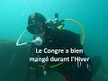 Le congre a bien mang durant lhiver