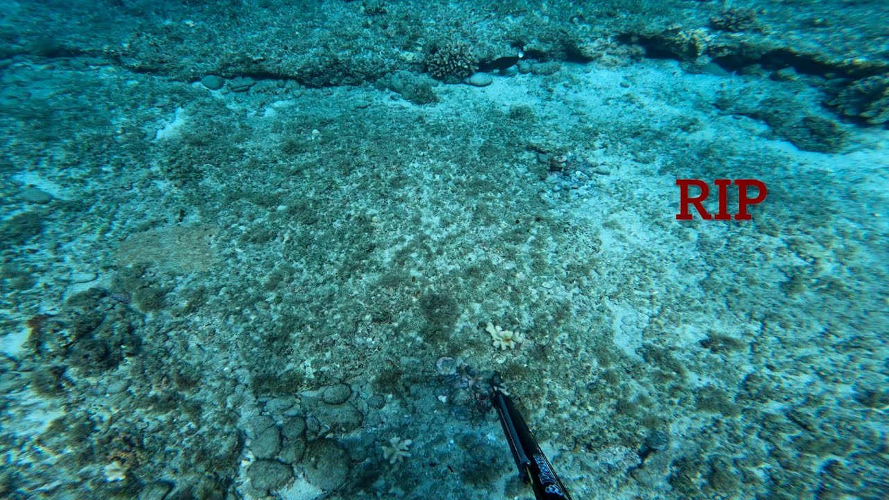 Hawaii catch and cook. Overnight fish and morning dive Yessah !