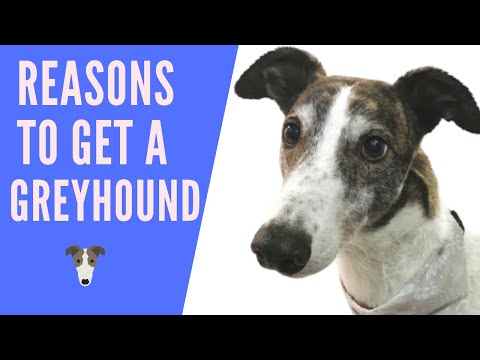 Wideo: 5 Great Dog Toys Twój Greyhound pokocha