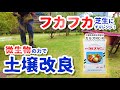 【微生物の力で芝生の土壌改良】フカフカ芝生にチャレンジ！（カルスNC-R：土壌改良微生物資材）