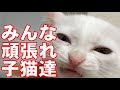 【保護子猫】獣医さん行ってきました #015