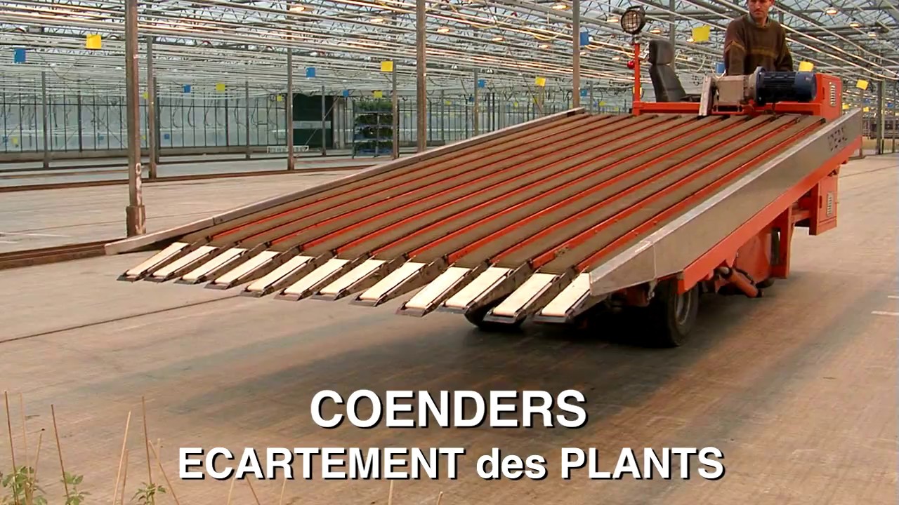 Production plants maraîchers en Bretagne THOMAS PLANTS