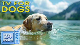 24 HOURS of Anti-Anxiety Music for Dog | Dog TV - Fast-Boredom Busting Videos for Dogs with Music