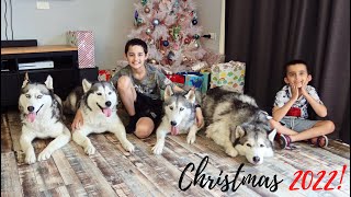 CHRISTMAS 2022 | LIFE WITH 4 SIBERIAN HUSKIES, 3 BOYS & SECRETLY PREGNANT WITH BABY NUMBER 4 | VLOG by lishieandfamily 481 views 9 months ago 18 minutes