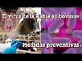 El virus de la Rabia en Bovinos, medida preventiva y recomendaciones técnicas. #Ganaderiaymuchomas