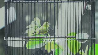 Download Lagu PANCINGAN PLECI GACOR NGALAS #pleci #plecigacor #plecingalas #plecidakun #pancinganpleci #plecijatim MP3