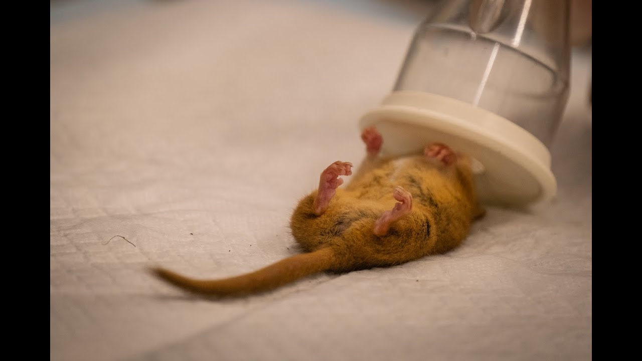 Hazel dormouse | ZSL