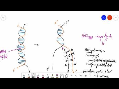 Video: Ce este necesar pentru replicarea ADN-ului?