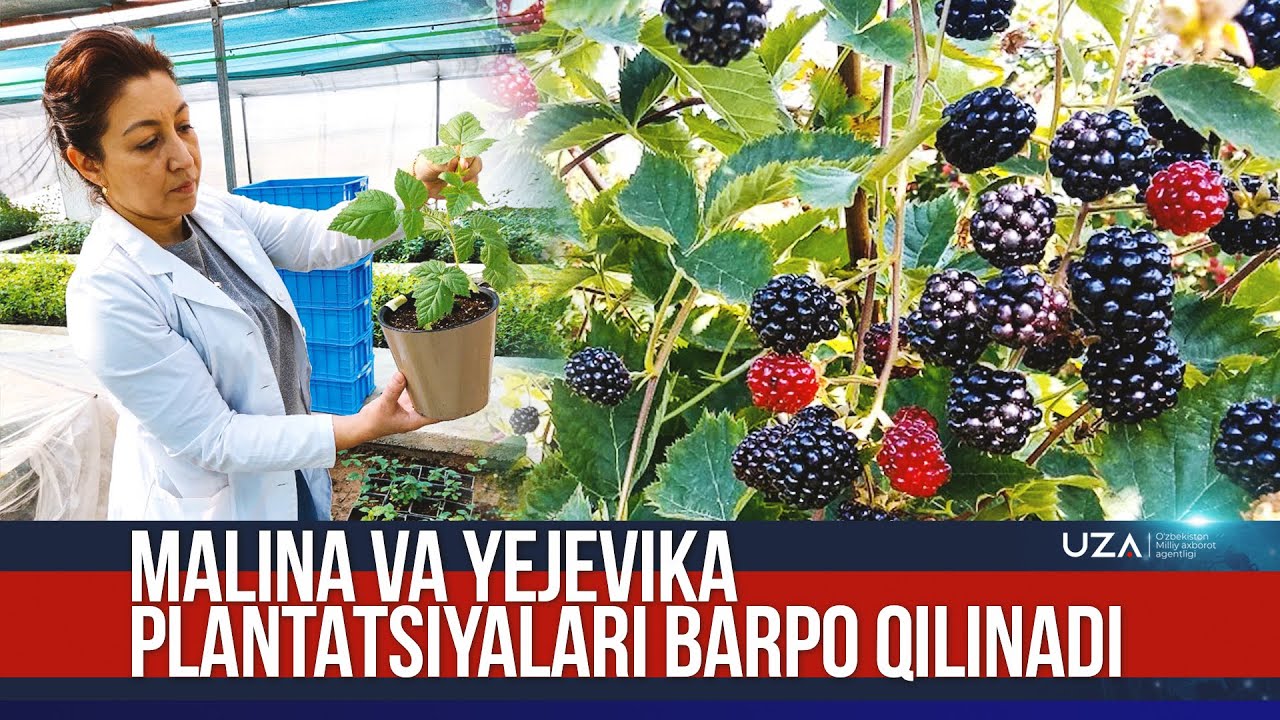 Malina va yejevikaning serhosil navlari koʻpaytiriladi