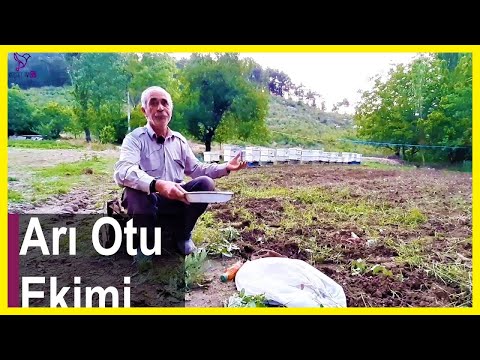 Video: Bir Arı Nasıl Dikilir