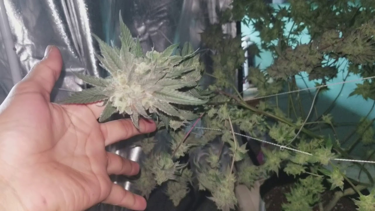 True OG Harvest
