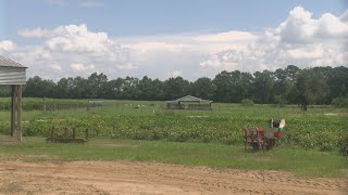Farmers in the Wiregrass say the rain came at the right time