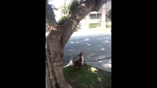 Pitbull Climbing Tree To Chat With Squirrel